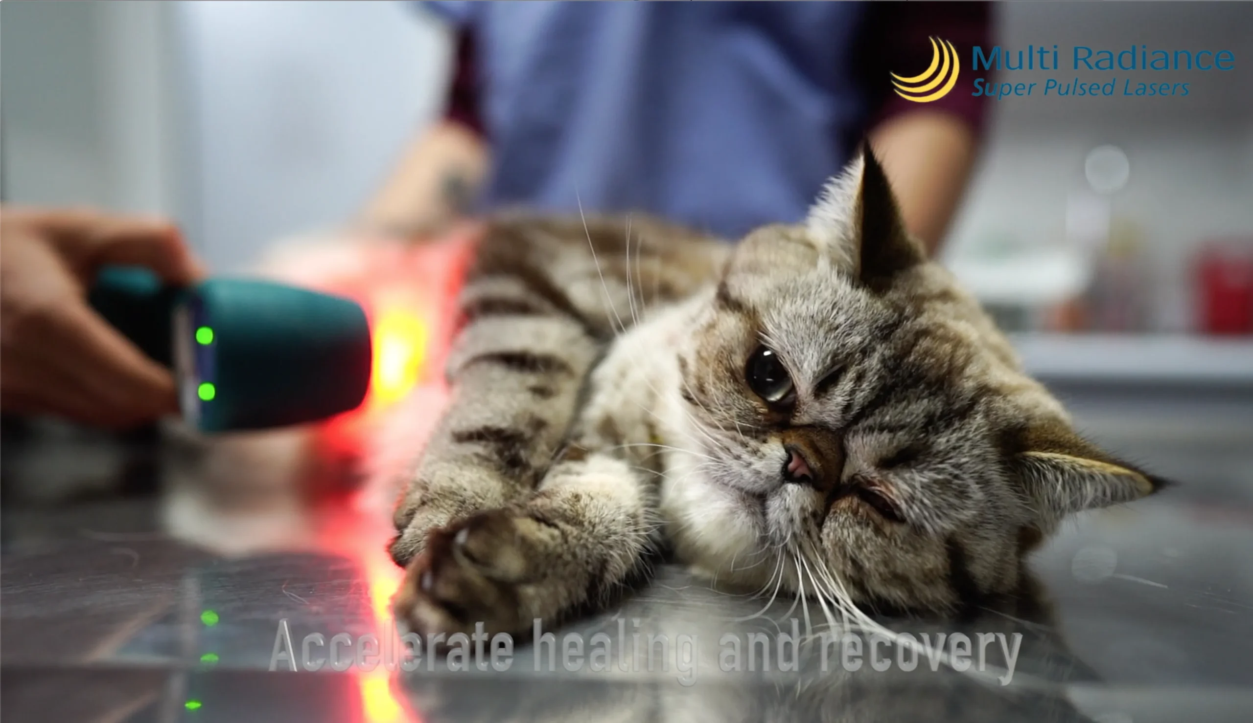 Multi Radiance laser therapy for cats
