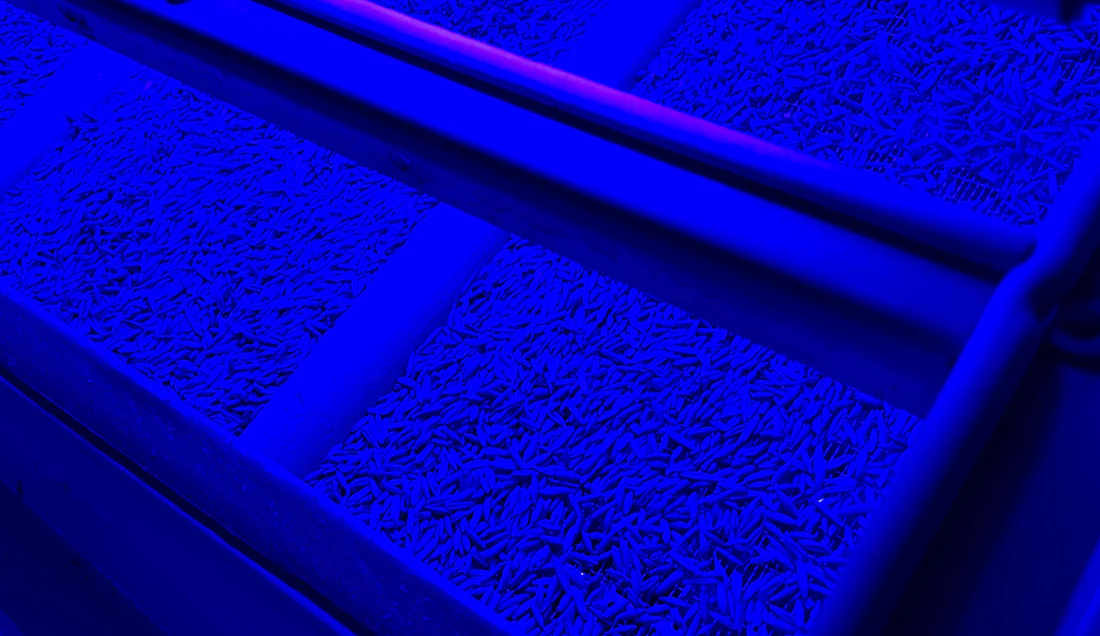 Spectral Blue treats Fusarium-infected harvest
