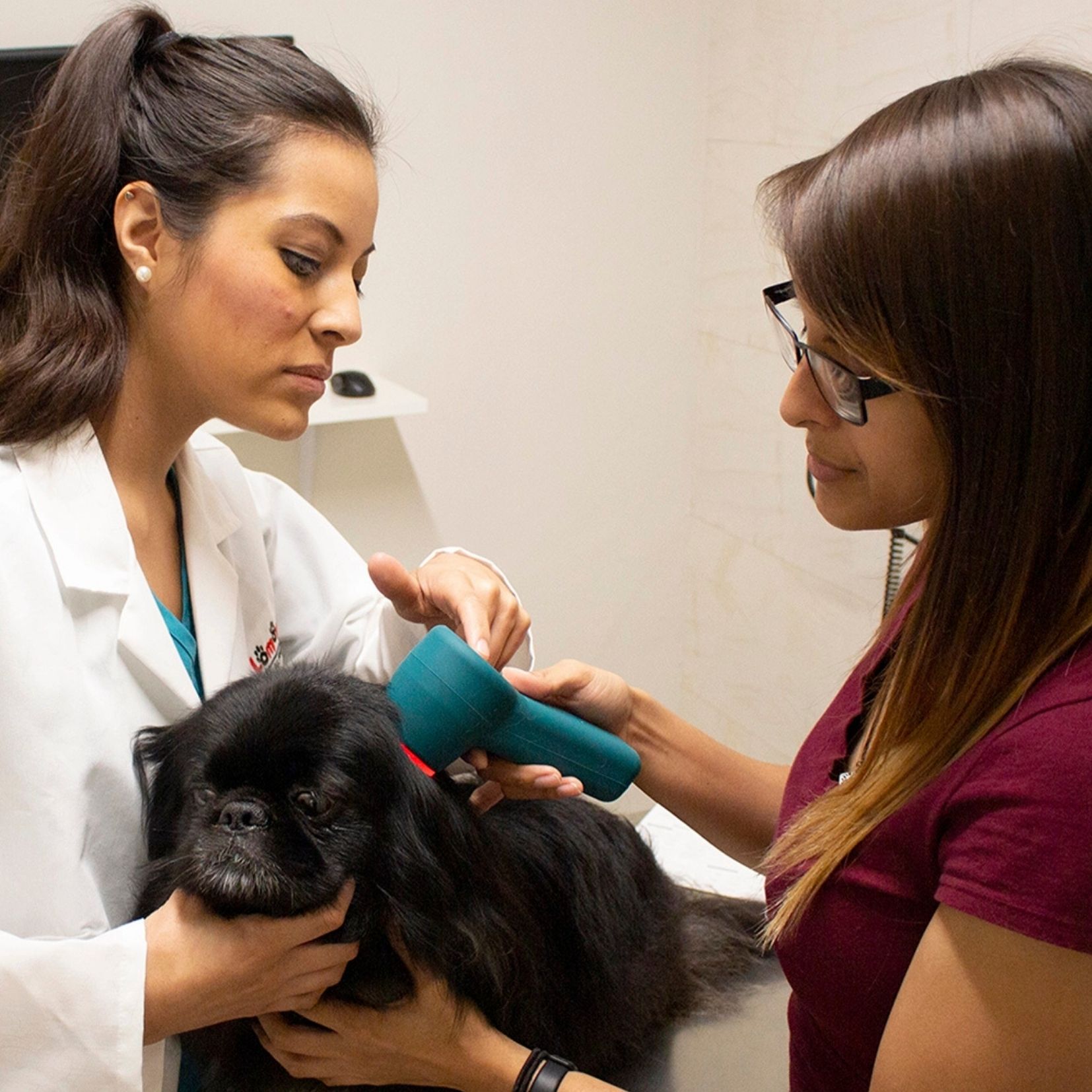 Multi Radiance Laser sind einfach in der Anwendung ob Tierarzt, Physiotherapeut oder als Mietlaser für Tierhalter