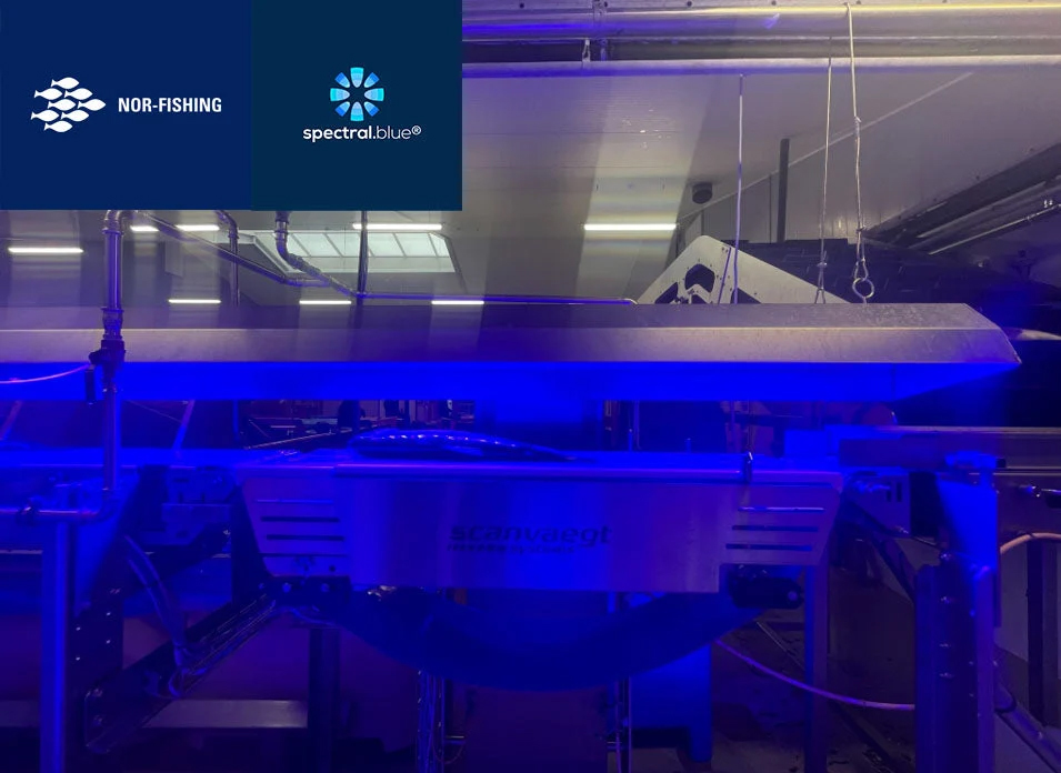 Spectral Blue in fish processing